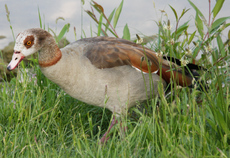 10-Nilgans-024.jpg